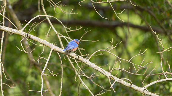 Bluebird