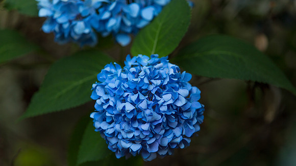 Hydrangea