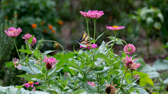 Butterfly