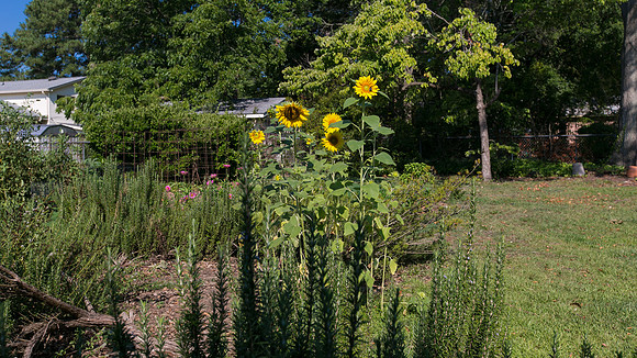 Sunflowers