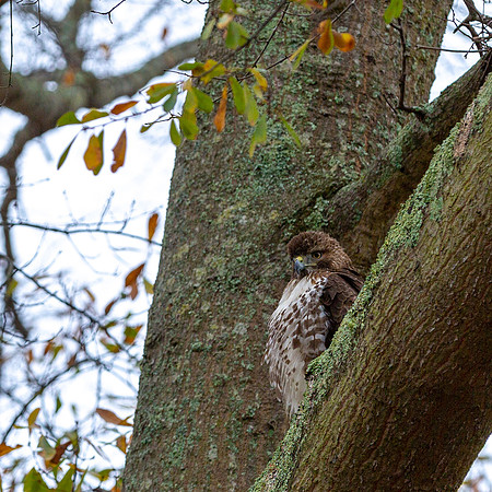 Red Tail Hawk