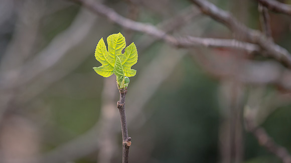 Spring has Sprung