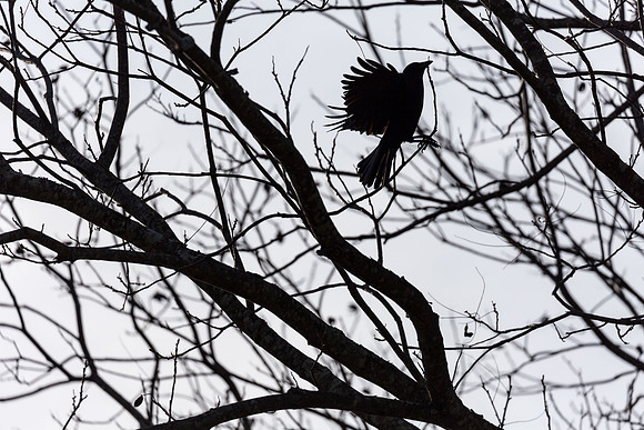 Raven in a tree in December