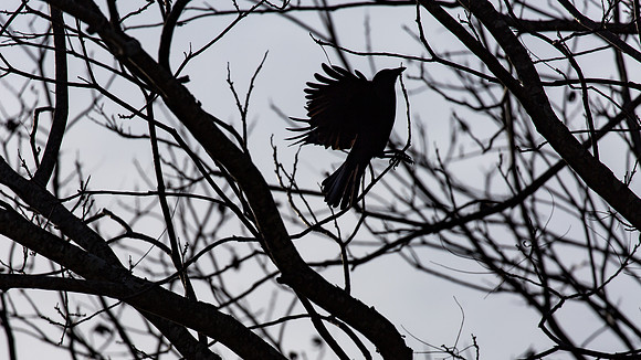 Raven in a Tree