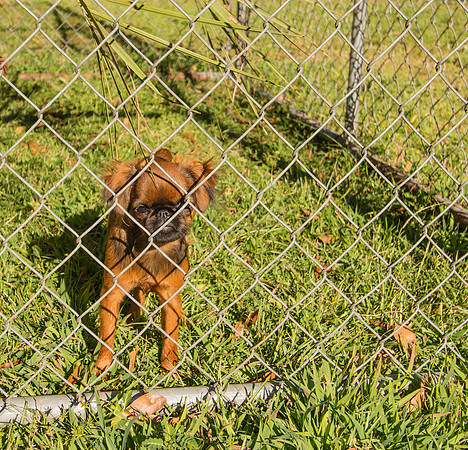 Jailed