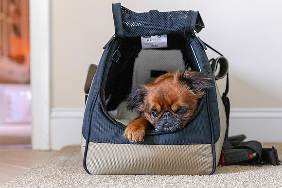 Brussels Griffon