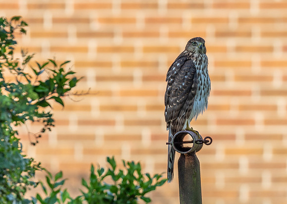 Red Tail Hawk
