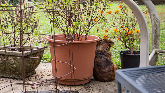Mae on the patio_2020