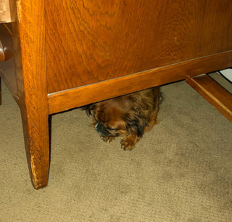 Mae napping under the desk_2020