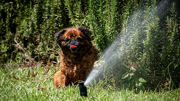 Mae and the sprinkler